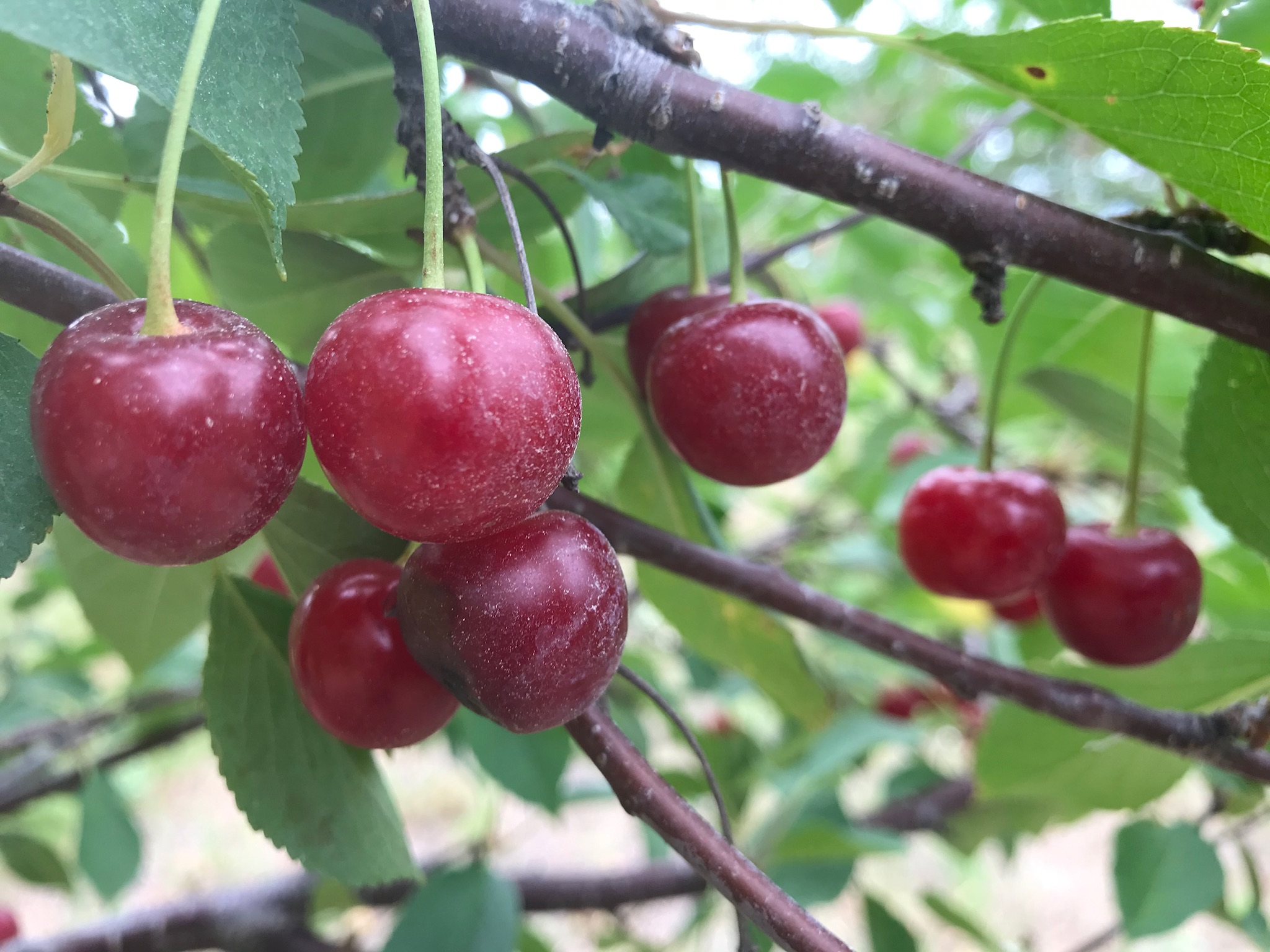 The Land: Labor shortage hits local cherry industry ...